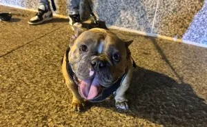This Rescue Helped A Homeless Man Reunite With His Dog After Her Life-Saving Surgery
