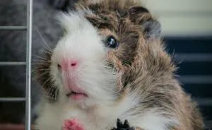 Deportation Crisis Leaves Guinea Pigs In Desperate Need Of Rescue