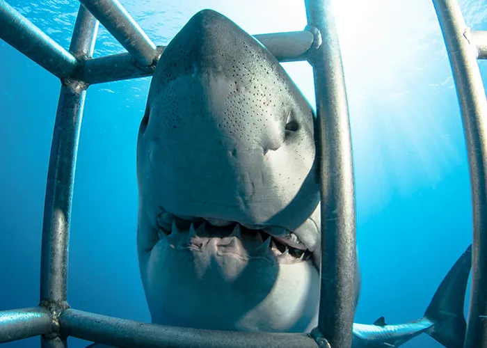 Great white shark approaching a diving cage underwater, illustrating unbelievable experiences people can prove.