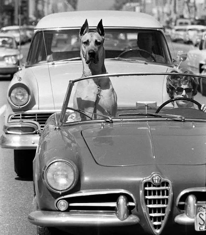 Un gran danés de copiloto en un deportivo. Hollywood, California, 1961.