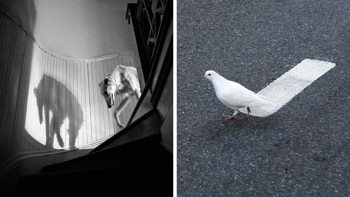 40 Times Everyday Scenes Captured By Eric Kogan Aligned So Perfectly, You Might Do A Double Take