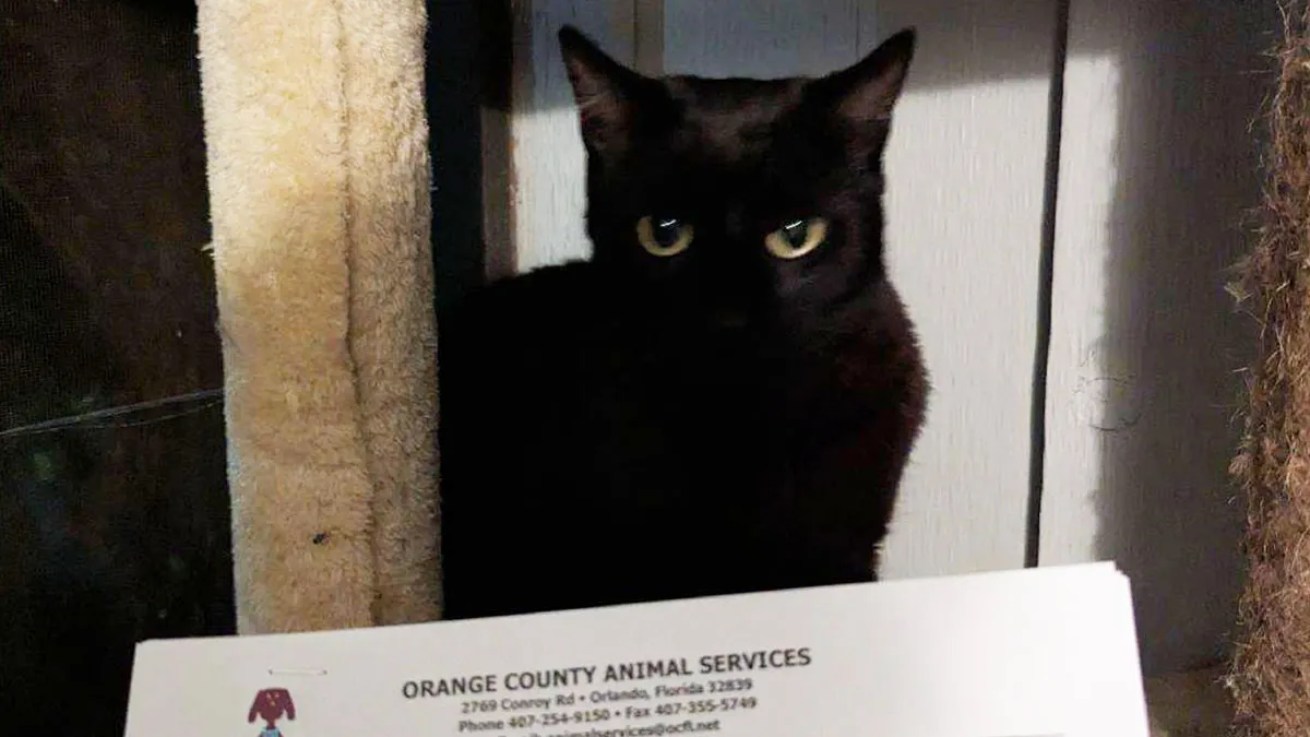 Vocal Cat Gets Adopted 24 Hours After It’s Brought Back To Shelter For Being Talkative