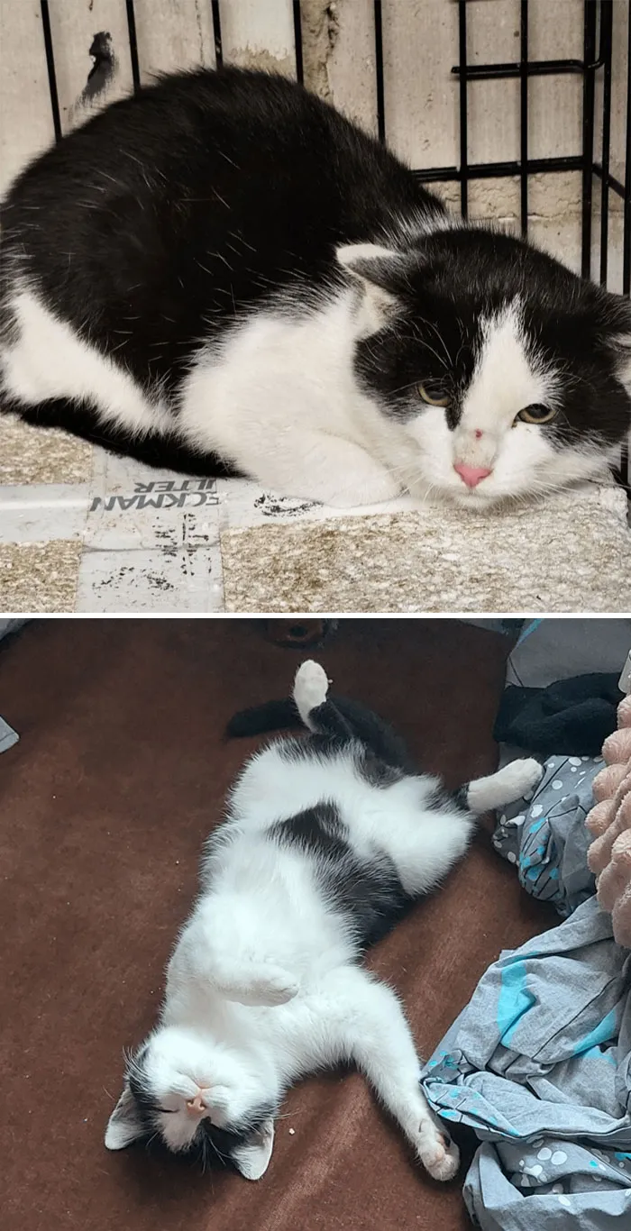 Before And After Adoption