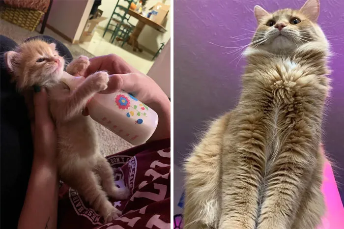 I Found Hamlet In The Dumpster, Now He’s My Best Friend