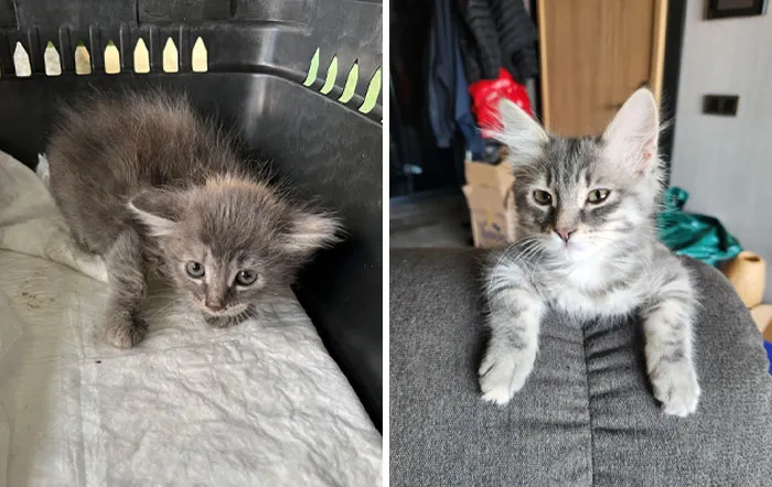 Transformación increíble de un gatito pequeño y asustado a un gato confiado y saludable en un hogar acogedor.