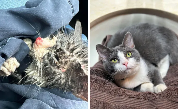 Found In A Thunderstorm On The Side Of A Highway, Nearly Passing Away- 2 Months Later She’s My Thriving Velcro Kitty