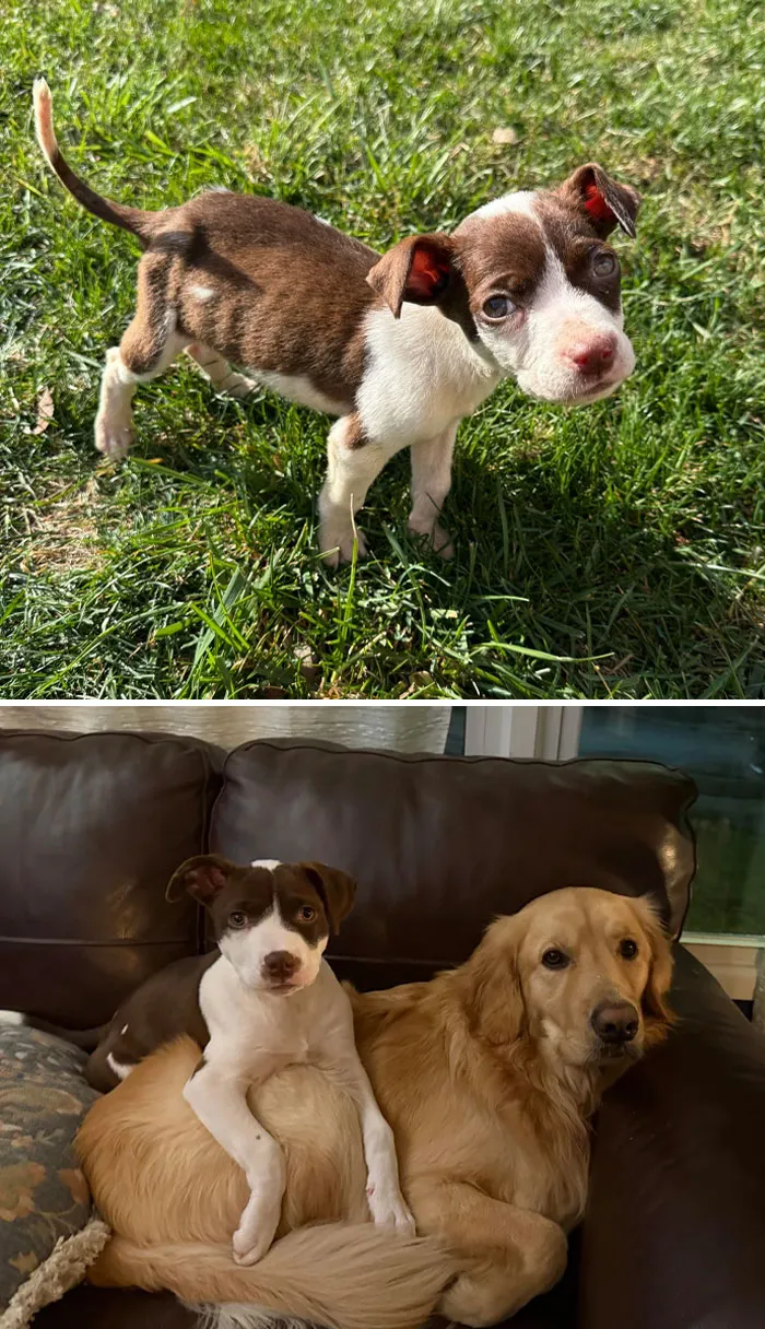 Lo encontraron hurgando en la basura en el frío a las 5 semanas de edad. Un mes y medio después, es el rey del castillo.