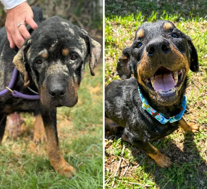 My Tripod Foster Boy, Moose, Before And After I Rescued Him