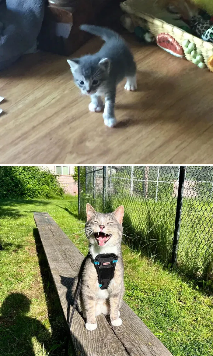 Gato gris durante sus transformaciones increíbles desde cachorro en interiores hasta adulto feliz al aire libre con arnés.
