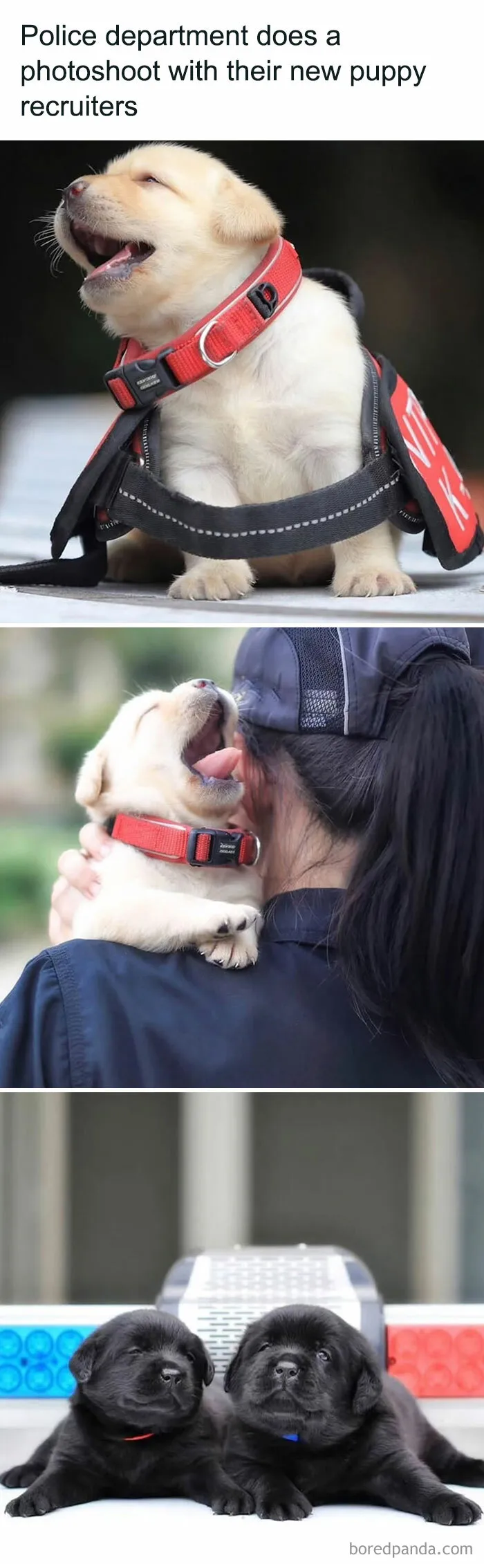 Adorable police puppies in harnesses and officers, showcasing delightful animals in a heartwarming photoshoot.