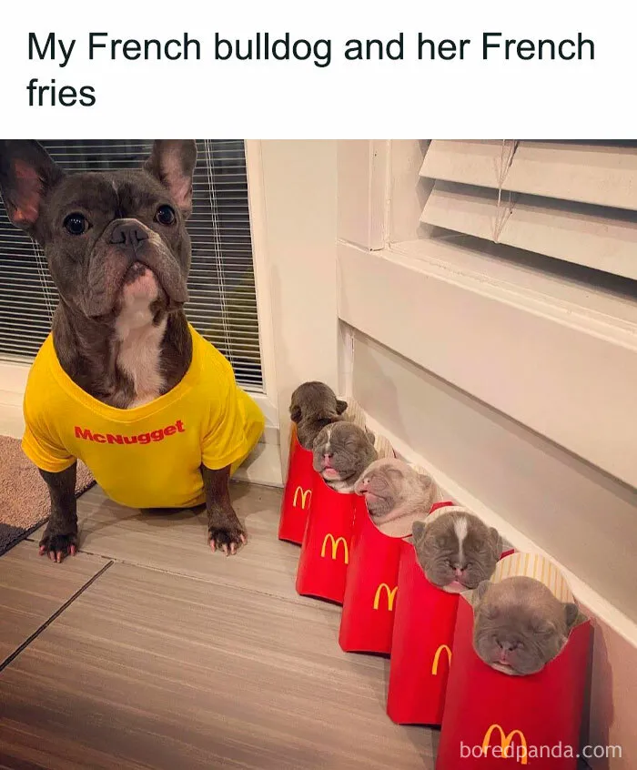 French bulldog wearing a yellow shirt beside puppies nestled in red fry containers, showcasing delightful animals in a funny scene.