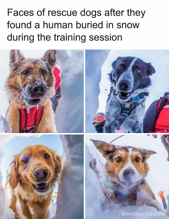 50 Adorable Animal Memes That Might Just Turn Your Day Around