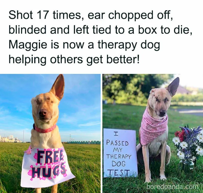 50 Adorable Animal Memes That Might Just Turn Your Day Around