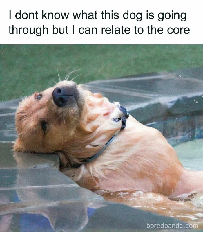 Relaxed dog leaning back in water with a funny expression, showcasing adorable and delightful animals humor.