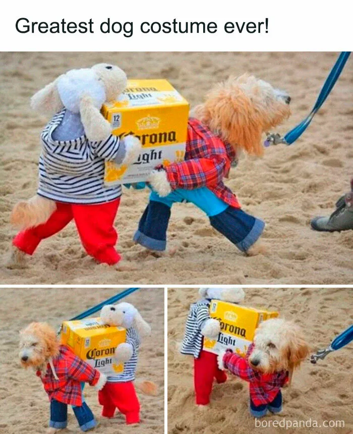 Dog in delightful animals costume carrying a beer pack, dressed humorously with a stuffed toy on its back on a sandy surface.