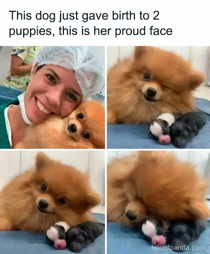 Proud dog with her newborn puppies, showcasing delightful animals in a warm and adorable moment.