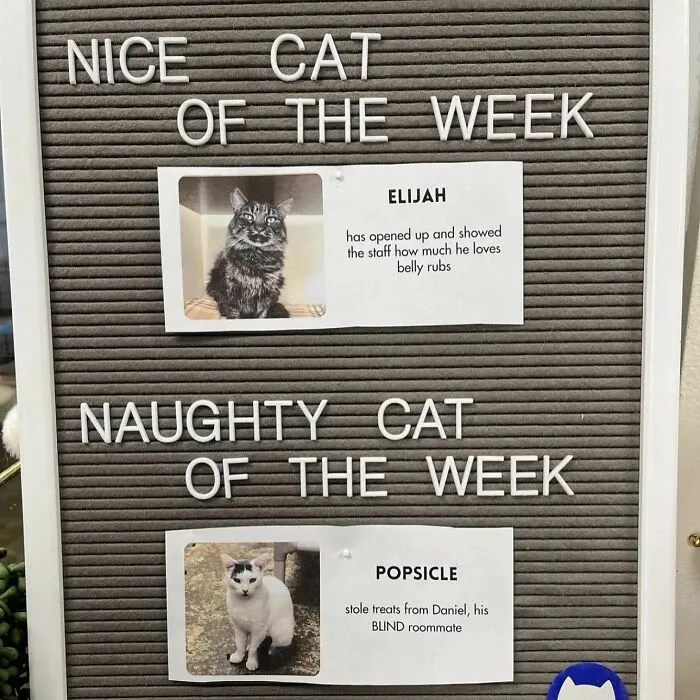 Board displaying delightful animals with photos and descriptions of a nice cat and a naughty cat of the week.