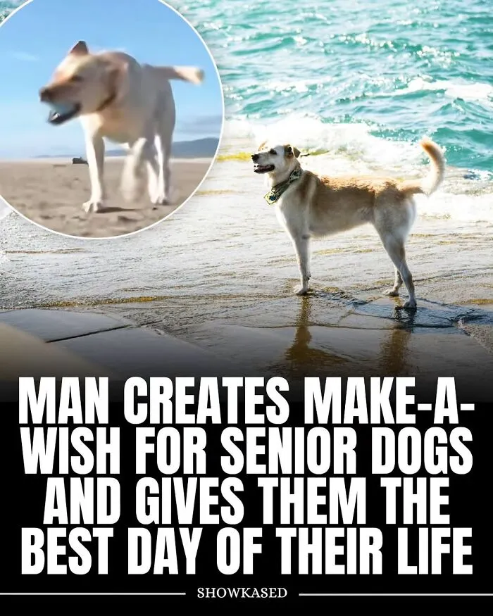 Senior dog standing by the ocean shore enjoying a joyful moment, highlighting delightful animals in a peaceful setting.