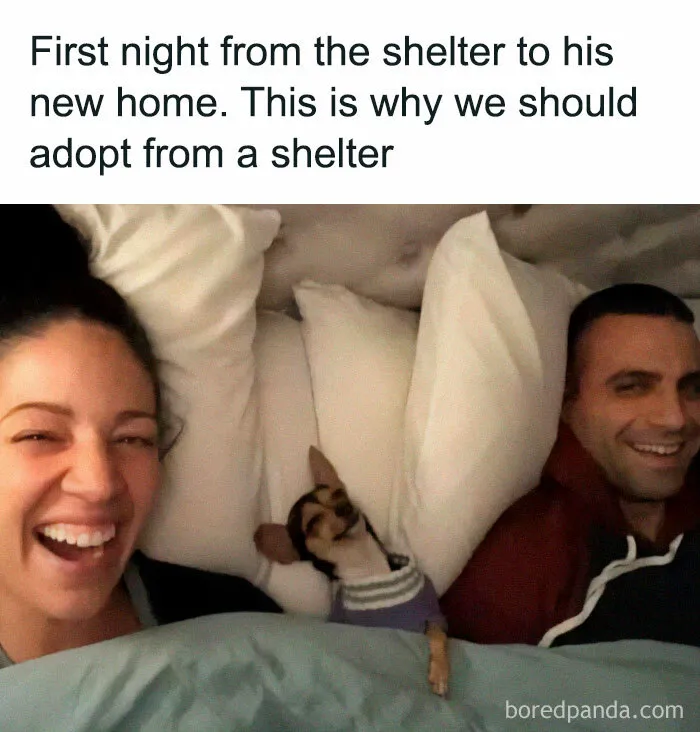 Happy couple lying in bed with their adorable dog on its first night at a new home, showcasing delightful animals and shelter adoption joy.