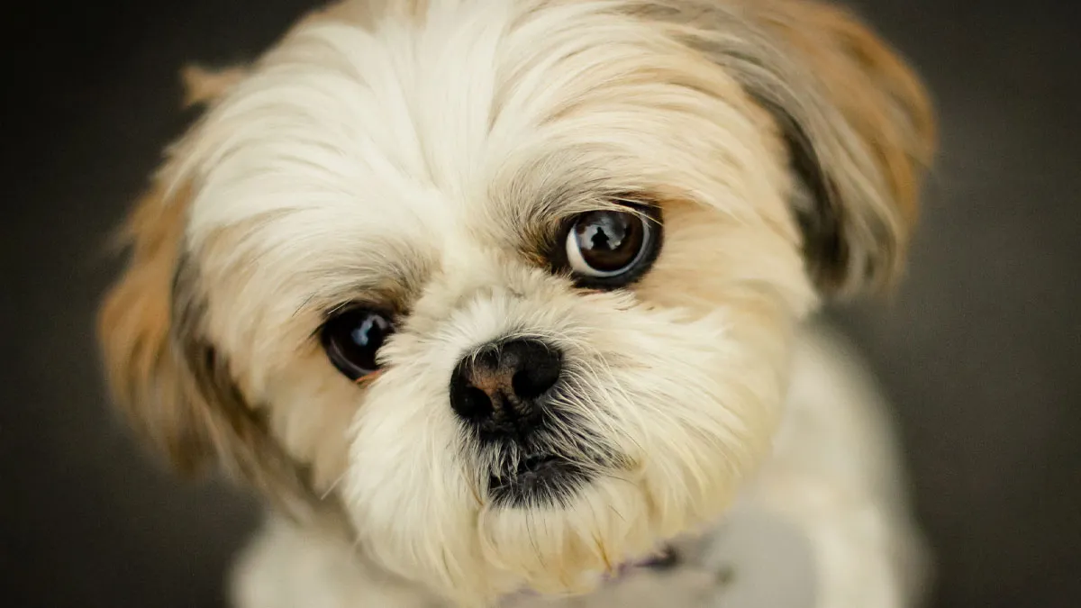 Why Shih Tzus Are The Worst Dog If You Want Low Maintenance And Zero Drama