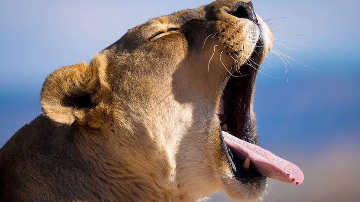 Joe Neely’s 26 Latest Wildlife Photos Prove The Best Moments Are Never Planned