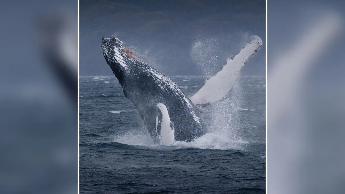 30 Breathtaking Images Of Wildlife By Jürgen Schulmeister