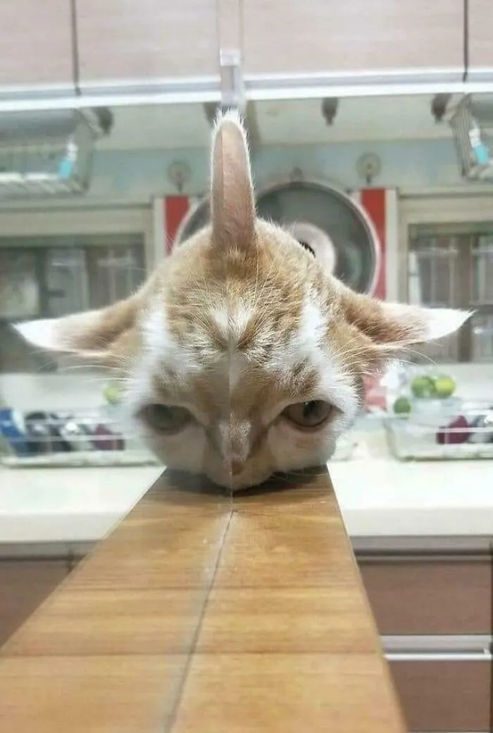 Blursed Cat