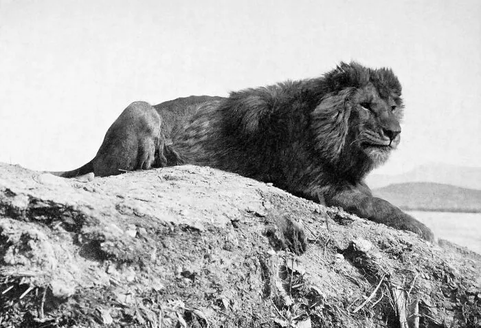 Barbary Lion - Extinct In The Wild By The 1960s