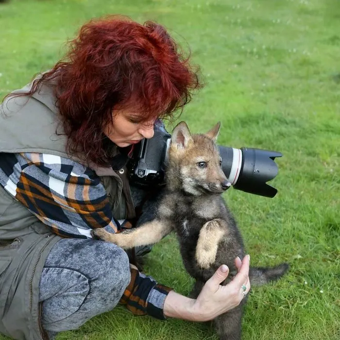Nuka, de 5 semanas de edad. Un cachorro de lobo salvaje abandonado, encontrado a principios de mayo en el Bosque Bávaro.