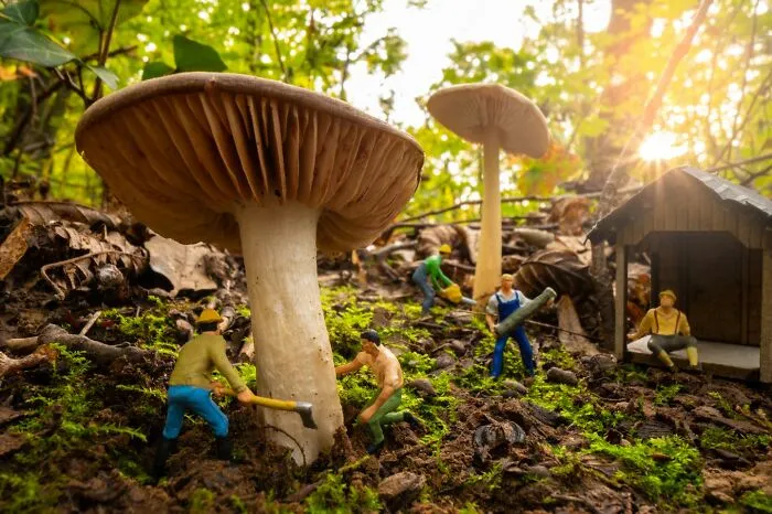 Mushroom Forest