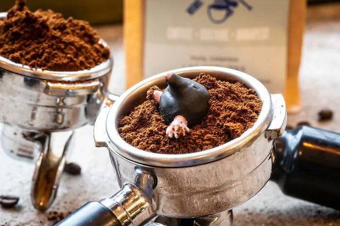 Morning Mole