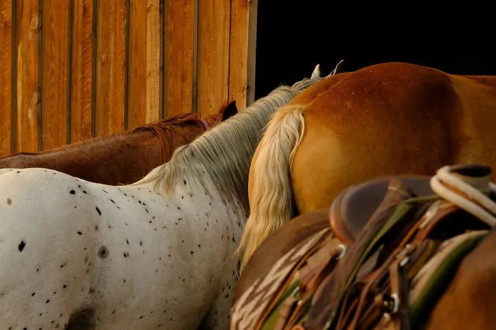 "Les Robes Des Chevaux" By Axelle Dudouet, Category: Other