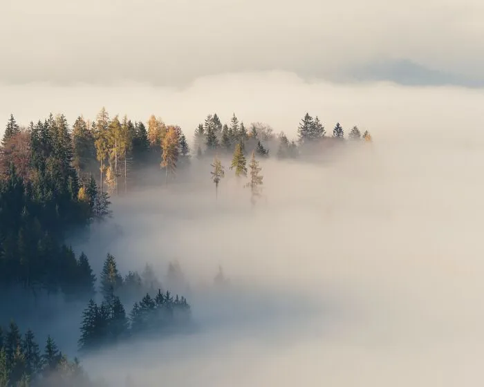 "Foggy Days In Autumn" By Guenther Reissner, Category: Minimalism