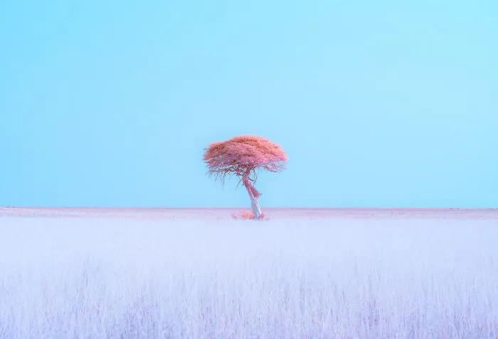 "Dreamscape Of Etosha" By Alexandre Brisson, Category: Conceptual