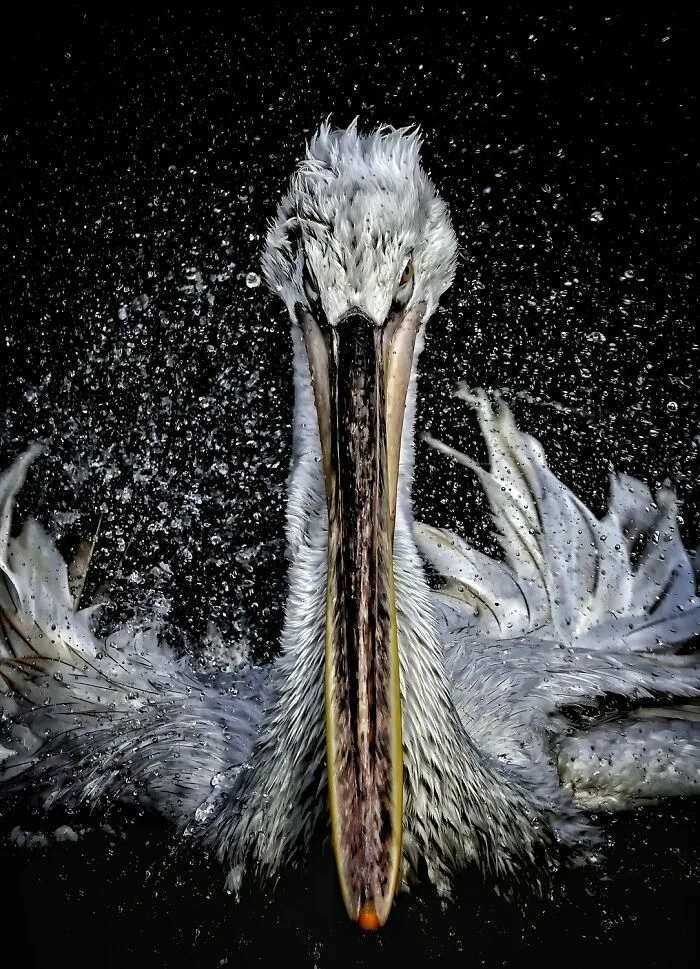 "Pelikan UNO" By Alessandro R. Moser, Category: Animals