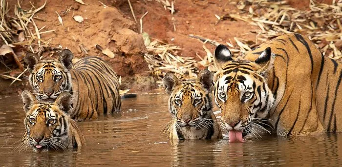 "Family Portrait" By David Vaughn, Category: Animals