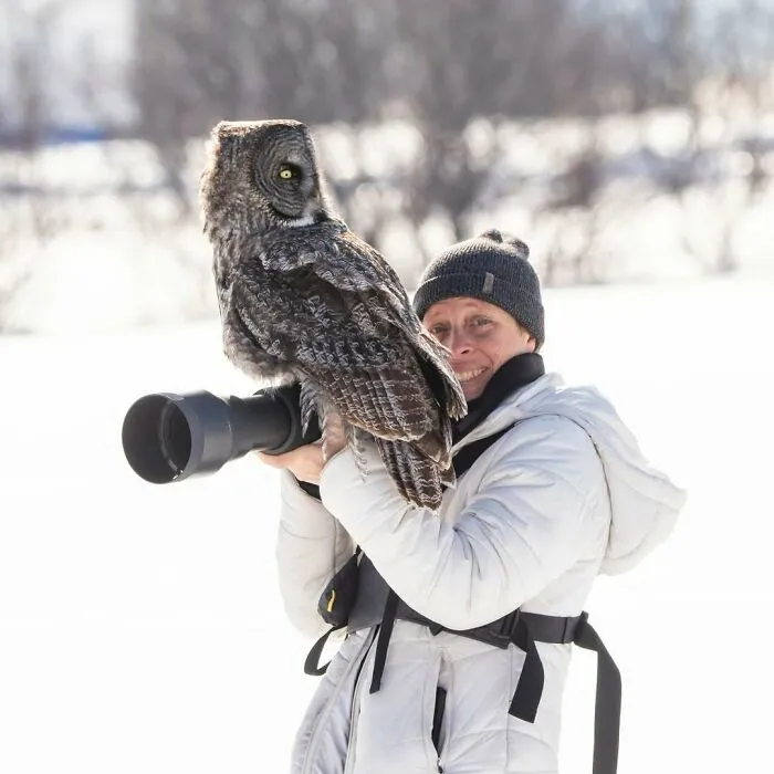 Un búho gris aterriza en la cámara de un fotógrafo