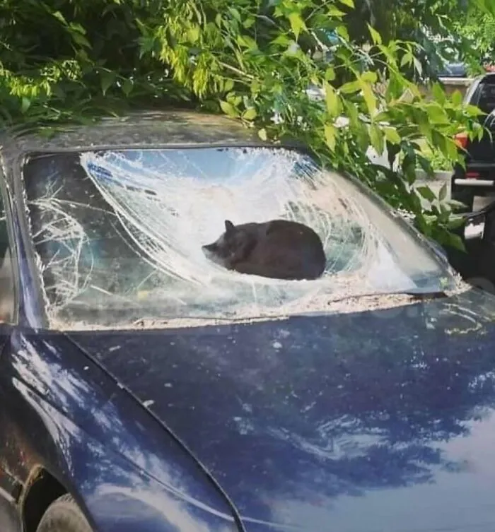 50 Unexpectedly Funny Pics That Prove The Internet Is A Strange Place