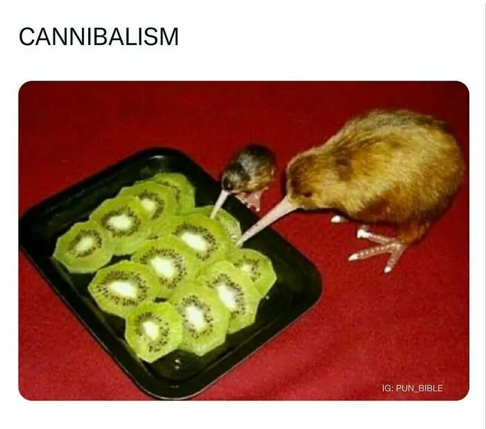 Two kiwi birds pecking at kiwi fruit slices on a tray, illustrating a hilarious pun meme and wordplay comedy.