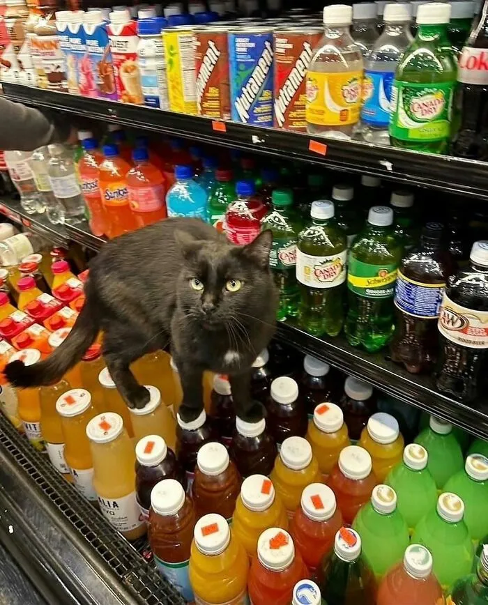 Although Technically A Health Code Violation, NYC’s ‘Bodega Cats’ Are Thought To Be A More Effective And Safer Way To Exterminate Rodents