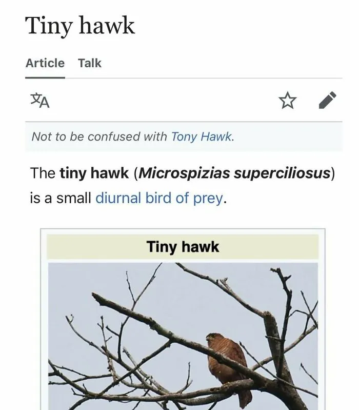 Wikipedia snippet showing tiny hawk perched on tree branch, part of funny and interesting snippets from random articles.