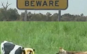 50 Unexpectedly Funny Pics That Prove The Internet Is A Strange Place