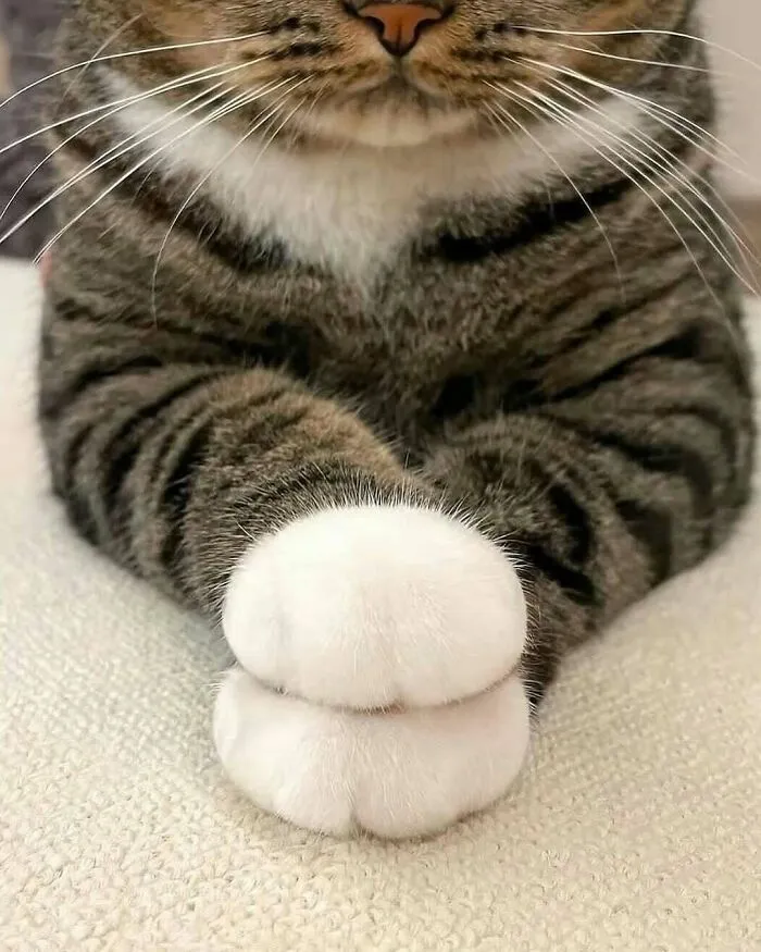 Just Like Humans, Cats Can Be Left Or Right-Pawed. Studies Show That Male Cats Tend To Prefer Left While Females Prefer Right