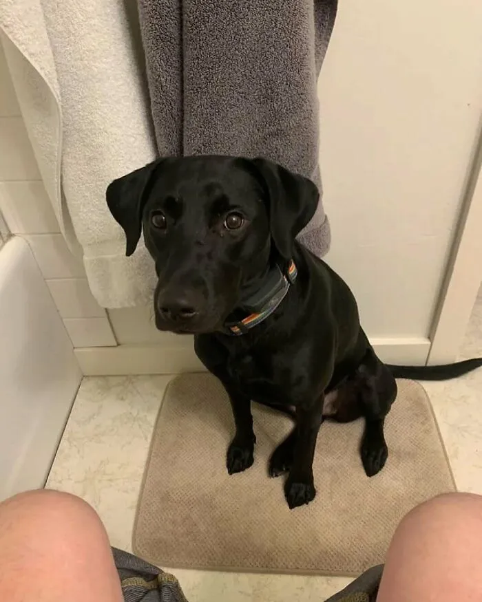 Dogs Follow You Into The Bathroom Because They Feel The Need To Stick By Your Side And Keep You Safe