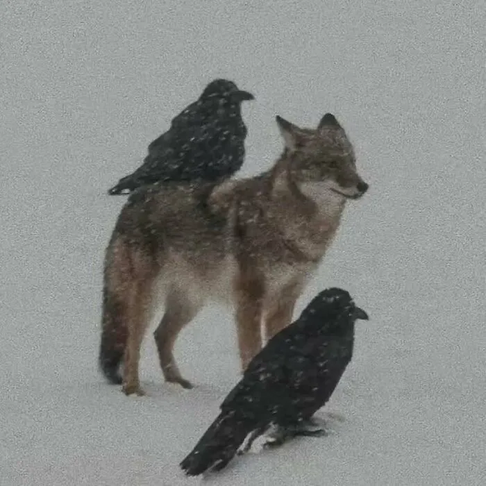 Wolves And Ravens Share A Surprising Relationship, Almost Like A Friendship In The Wild