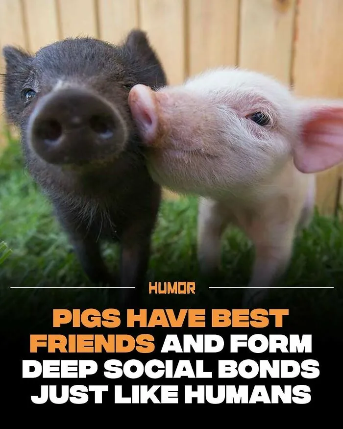 Two pigs nuzzling each other illustrating facts that satisfy brain craving new knowledge about social bonds.