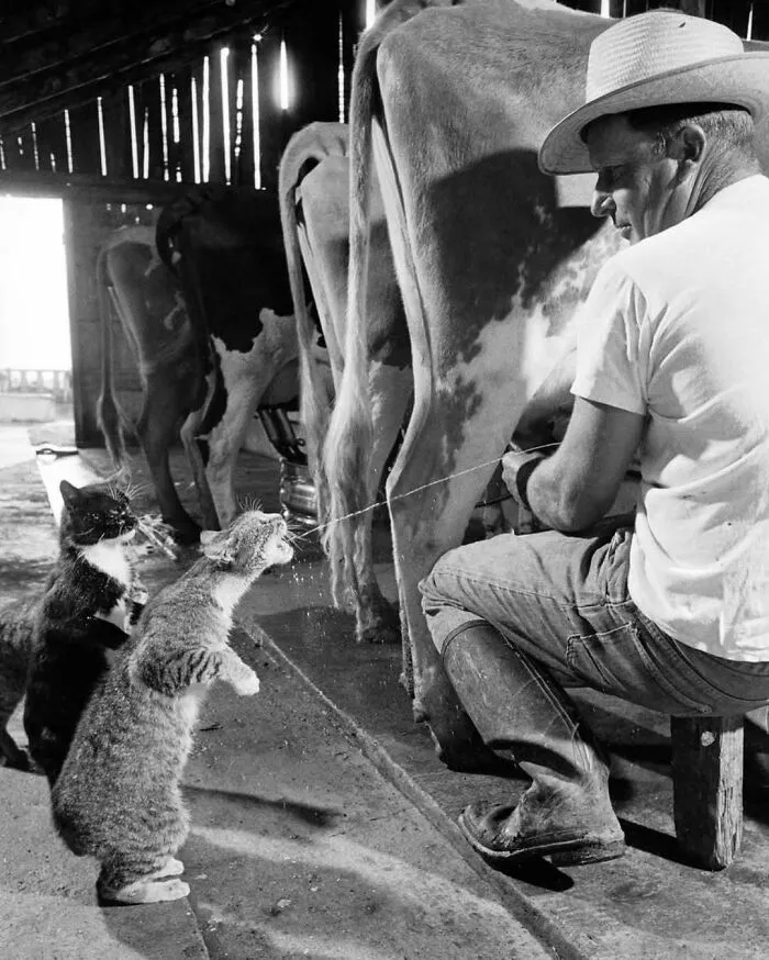 Los gatos Blackie y Brownie recogen chorros de leche durante el ordeño en la granja lechera Arch Badertscher, Fresno, California, 1954.