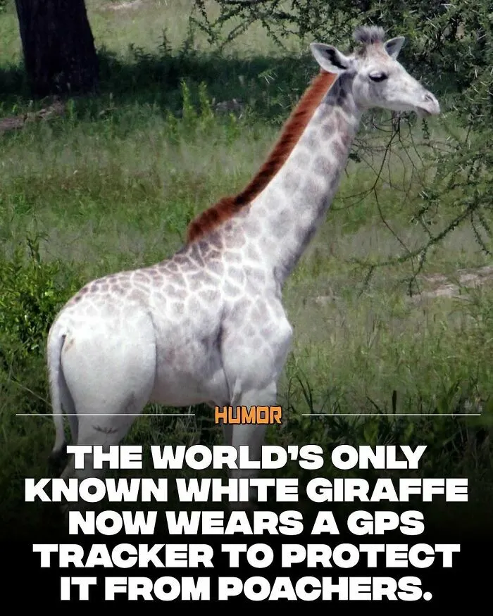 IG Page With 3.5M Fans Is Spreading Knowledge And Here Are 50 Of The Coolest Facts They Shared