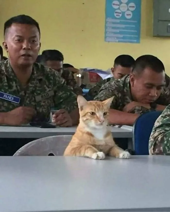 Cats Have Extremely Short Attention Spans Meaning That Training Sessions Longer Than 5-10 Minutes Usually Lead To Boredom Or Disinterest