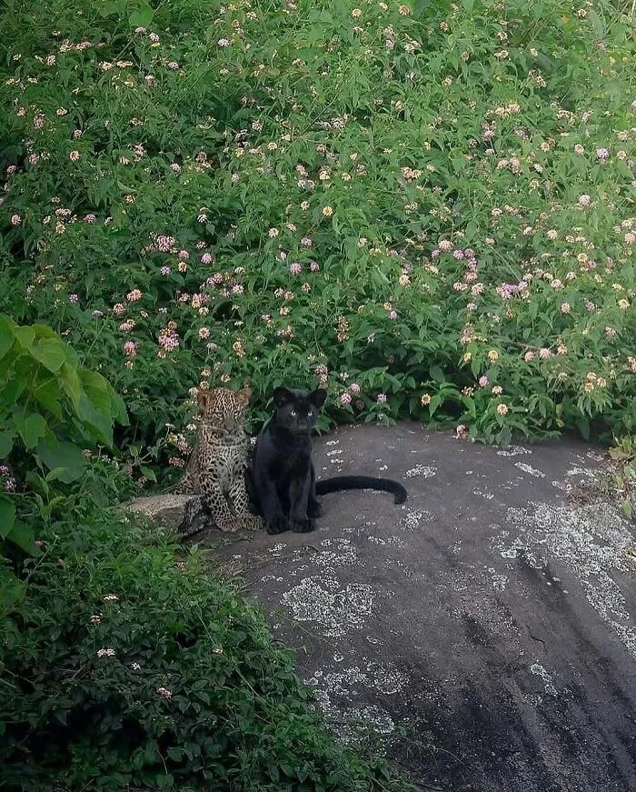 Two Leopard Cubs Found In Southern India. One With A Common Spotted Leopard Coat And The Other With A Rare Melanistic Coat